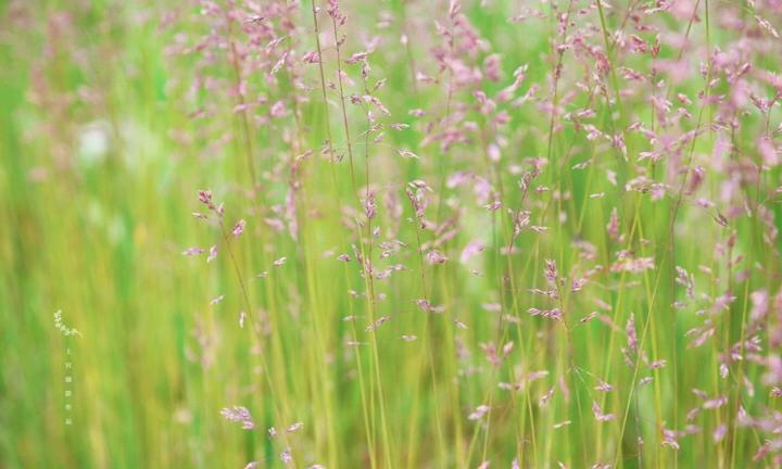 最美的年华,去看一场花事!