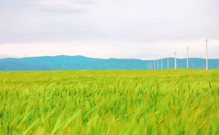 最美的年华,去看一场花事!