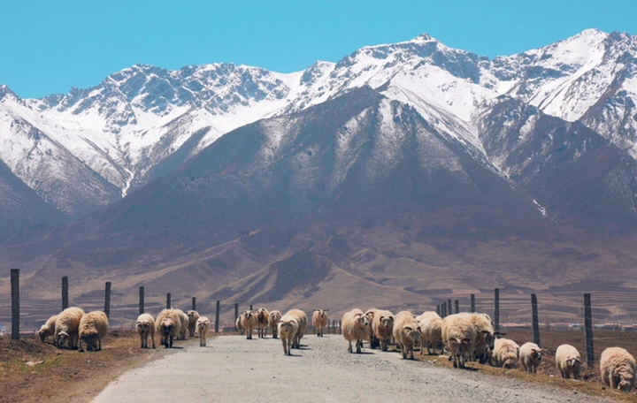 最美的年华,去看一场花事!