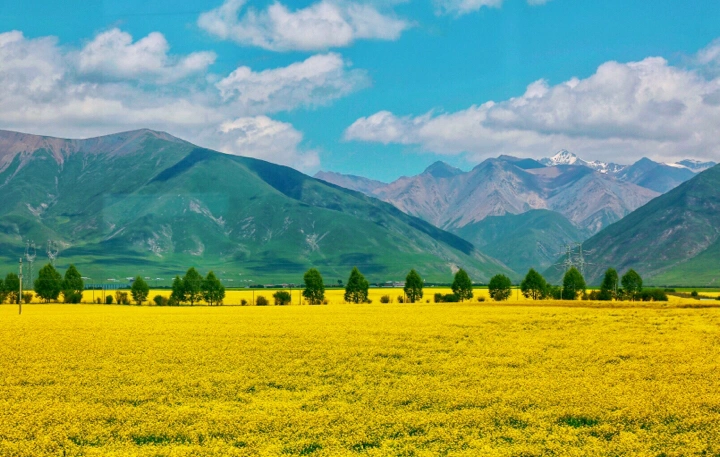 最美的年华,去看一场花事!