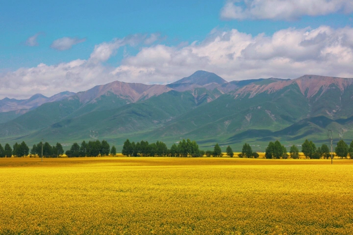 最美的年华,去看一场花事!