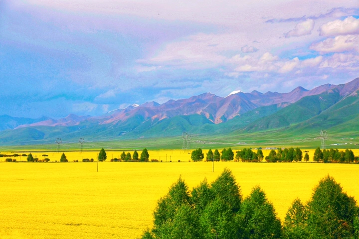 最美的年华,去看一场花事!