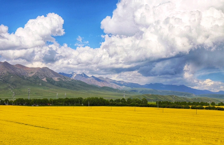 最美的年华,去看一场花事!