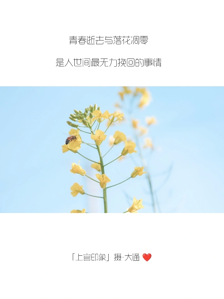 你们的朋友圈文案，我全包了！