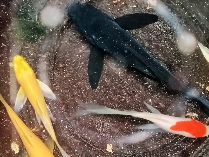 不忽悠!荣耀Play 8T实测优缺点,不看广告看疗效!