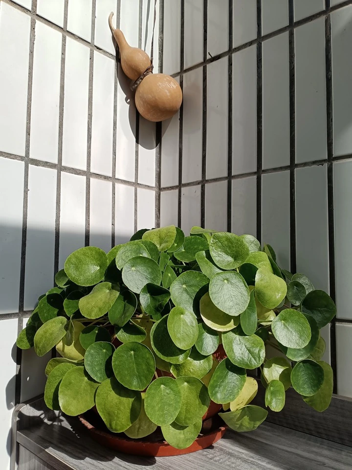 不忽悠!荣耀Play 8T实测优缺点,不看广告看疗效!