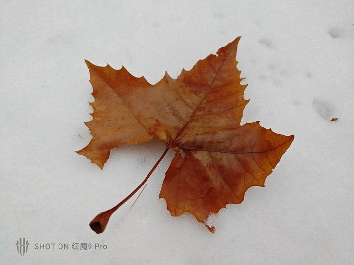 红魔9 Pro:真▪游戏手机,电竞巅峰体验!