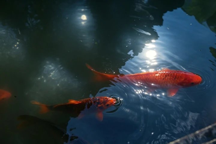南郊公园,藏在湖面的年少遗憾
