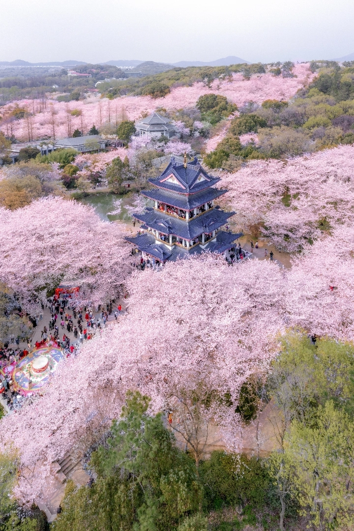 江南樱花季