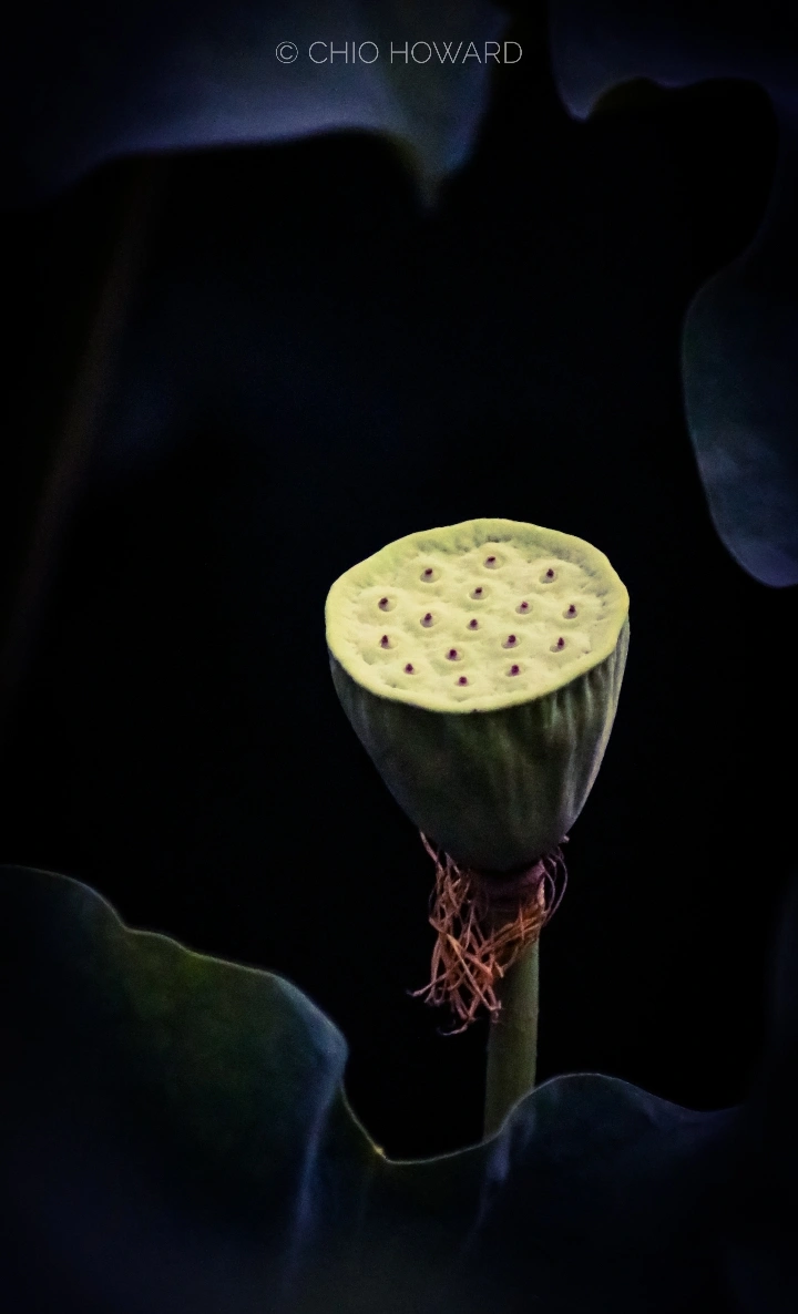 曹施烨的影摄笔记【2】