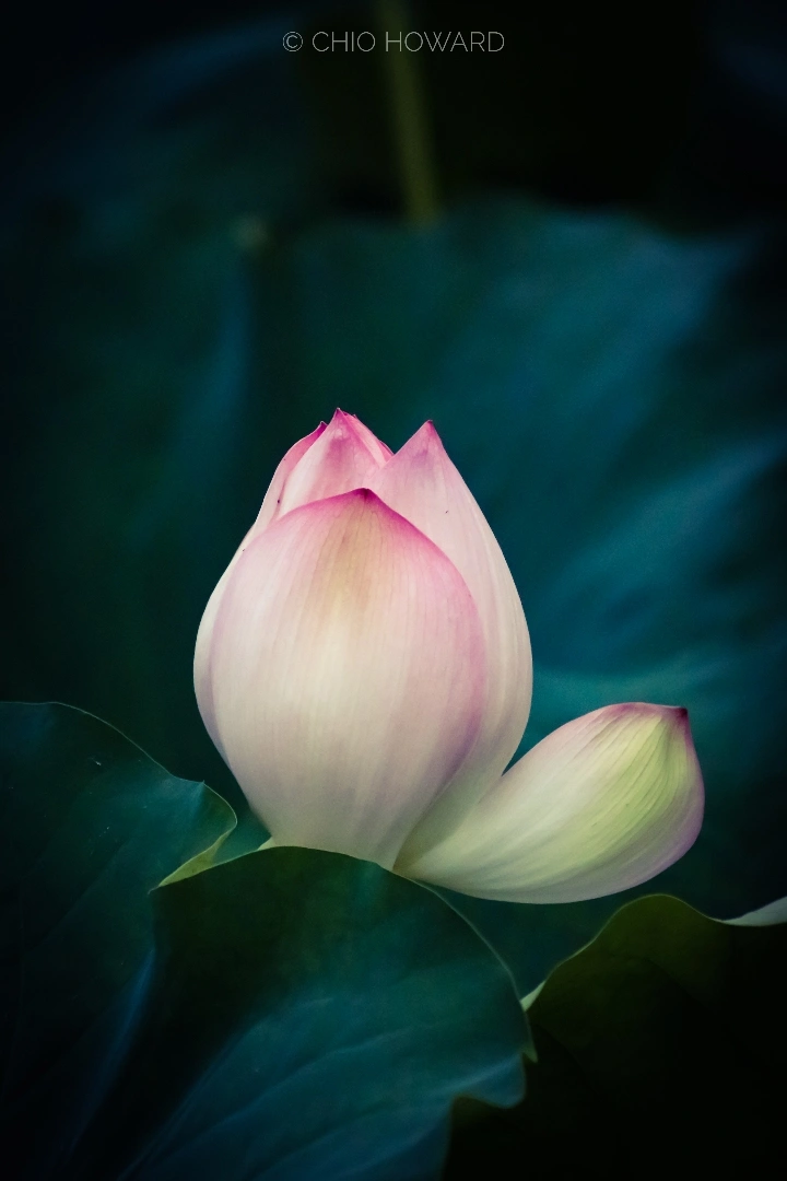 曹施烨的影摄笔记【2】