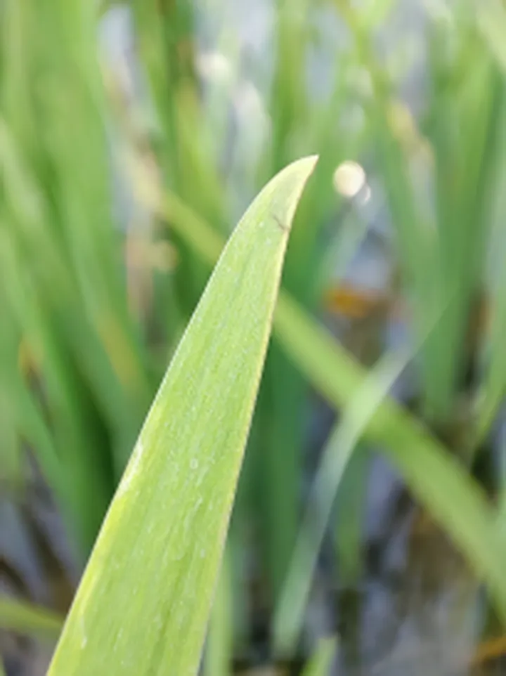 以苹果为标准,小米11拍照究竟如何——小米11拍照功能上手体验