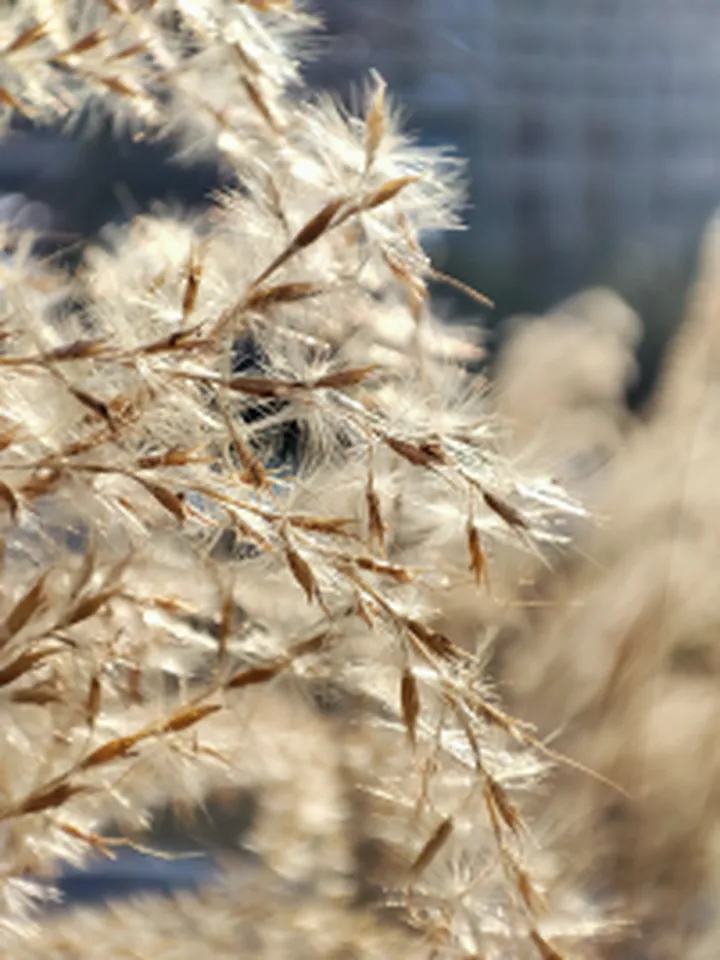 以苹果为标准,小米11拍照究竟如何——小米11拍照功能上手体验