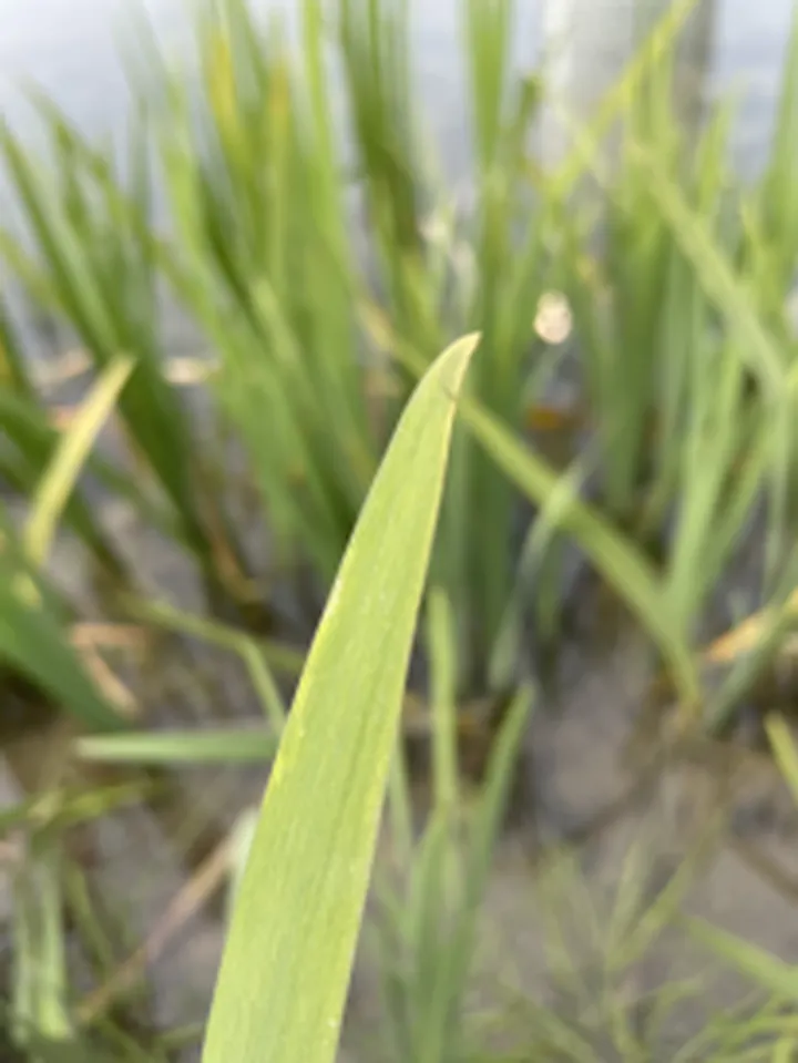 以苹果为标准,小米11拍照究竟如何——小米11拍照功能上手体验