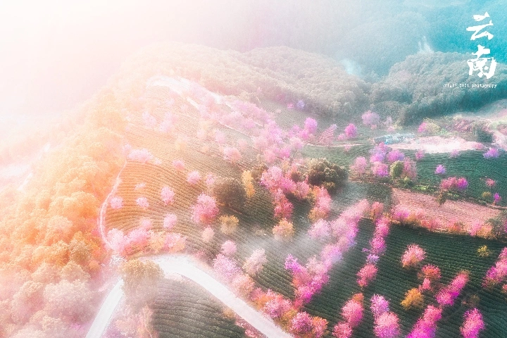 云南大理无量山樱花谷