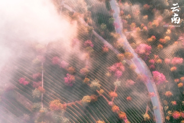 云南大理无量山樱花谷