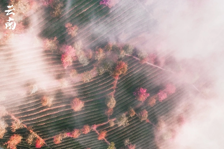 云南大理无量山樱花谷