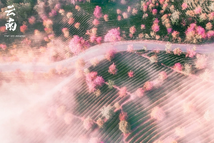 云南大理无量山樱花谷