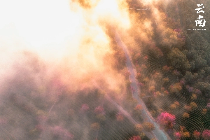 云南大理无量山樱花谷