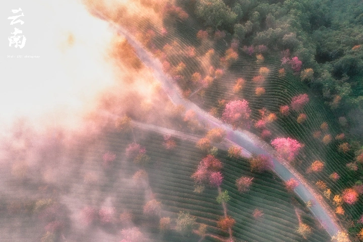 云南大理无量山樱花谷