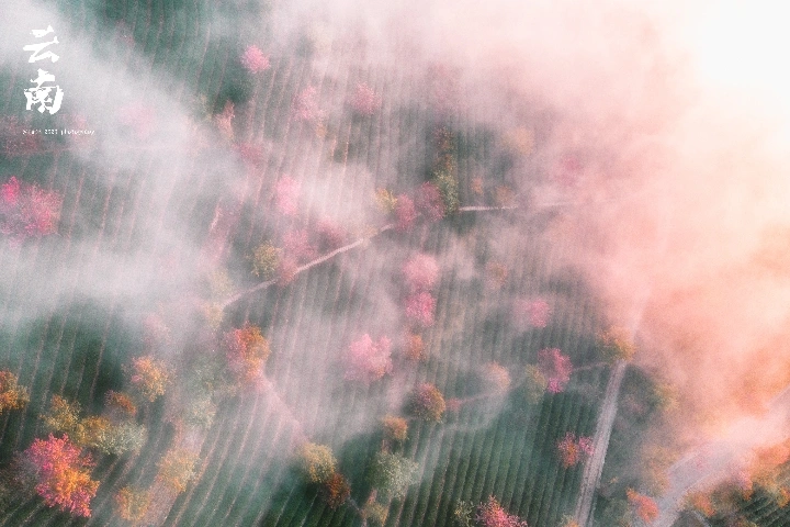 云南大理无量山樱花谷