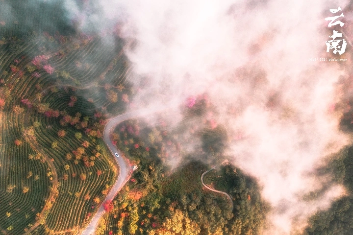 云南大理无量山樱花谷