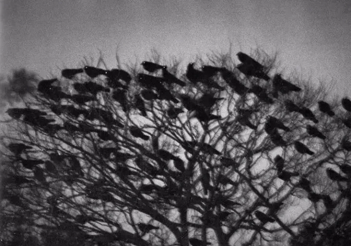 世界街拍大师作品欣赏