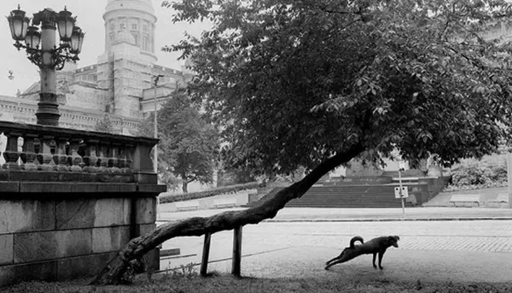 世界街拍大师作品欣赏