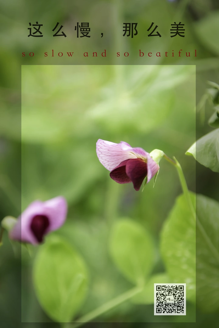 豌豆和立夏圆子