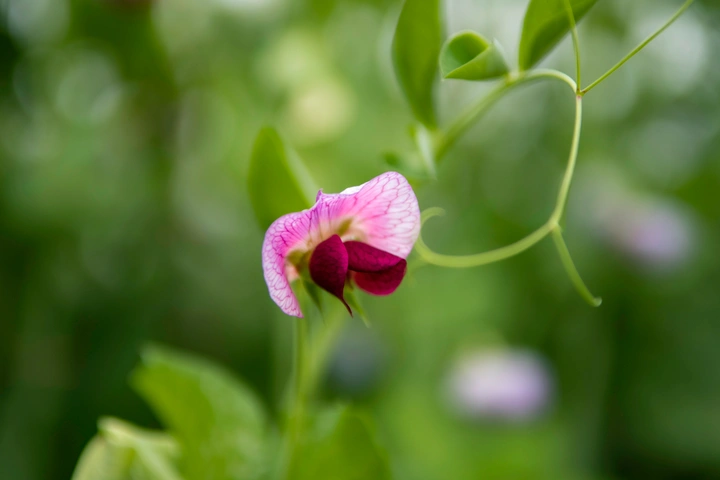 豌豆和立夏圆子