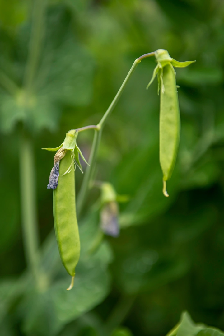 豌豆和立夏圆子