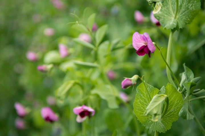 豌豆和立夏圆子