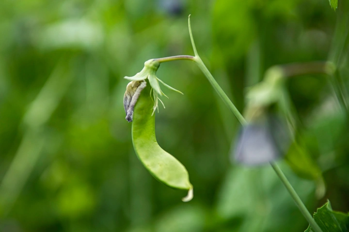 豌豆和立夏圆子