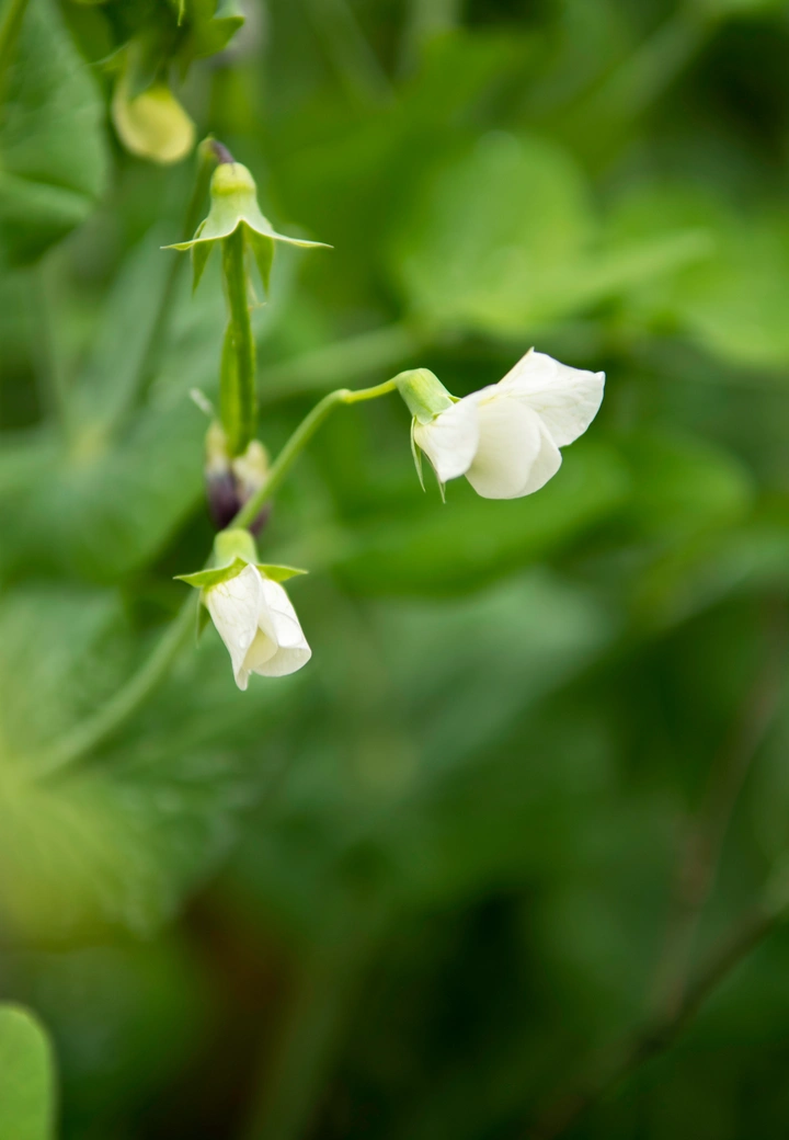 豌豆和立夏圆子