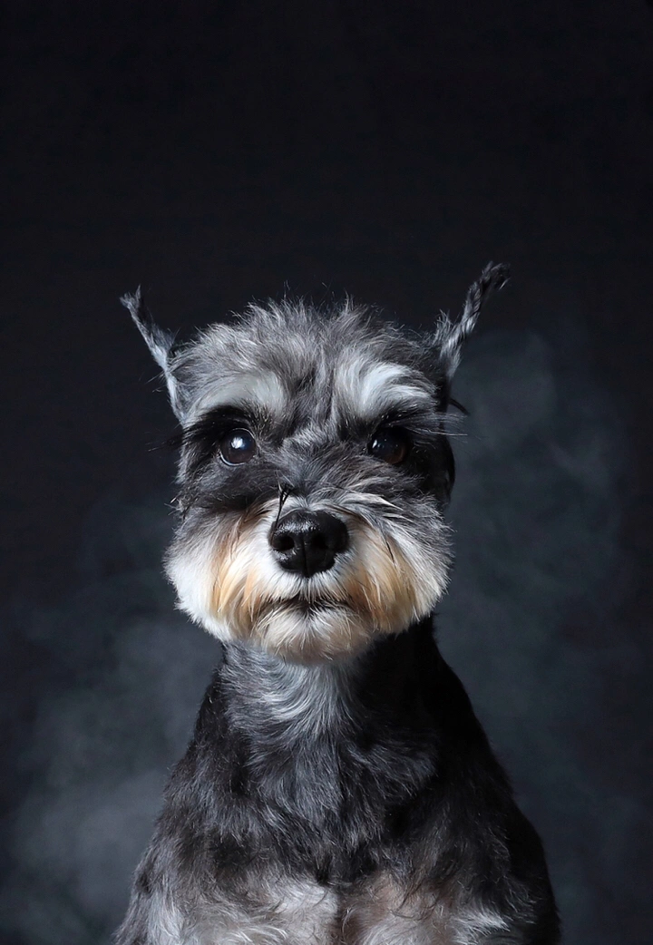 以它为本,记录光影【它/影】