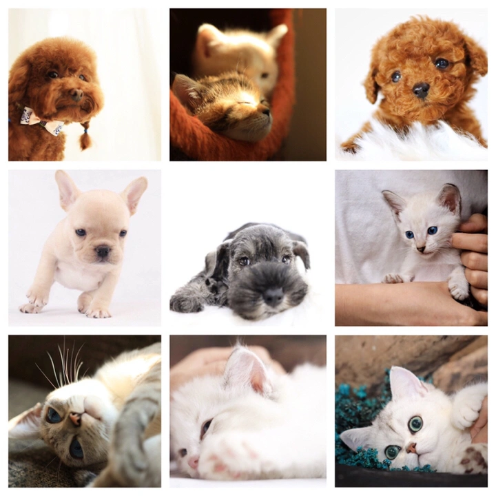 以它为本,记录光影【它/影】