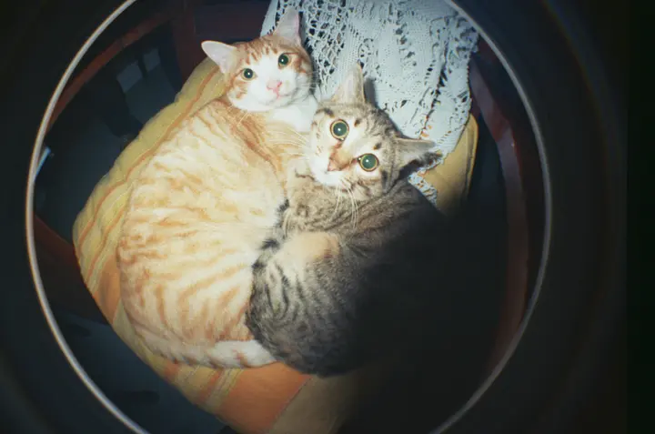 Lomography推出Fisheye No.2 135 第二代鱼眼胶片相机!