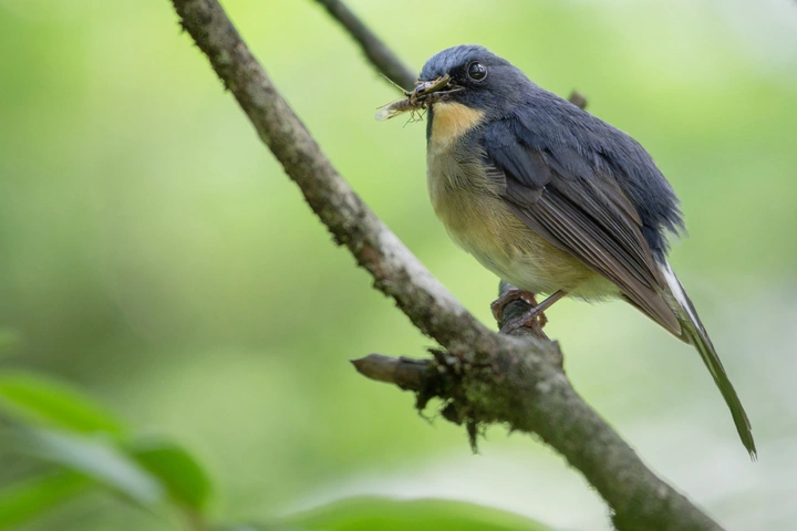 索尼发布便携全画幅超远摄变焦镜头FE 100-400mm F5.6-8 OSS