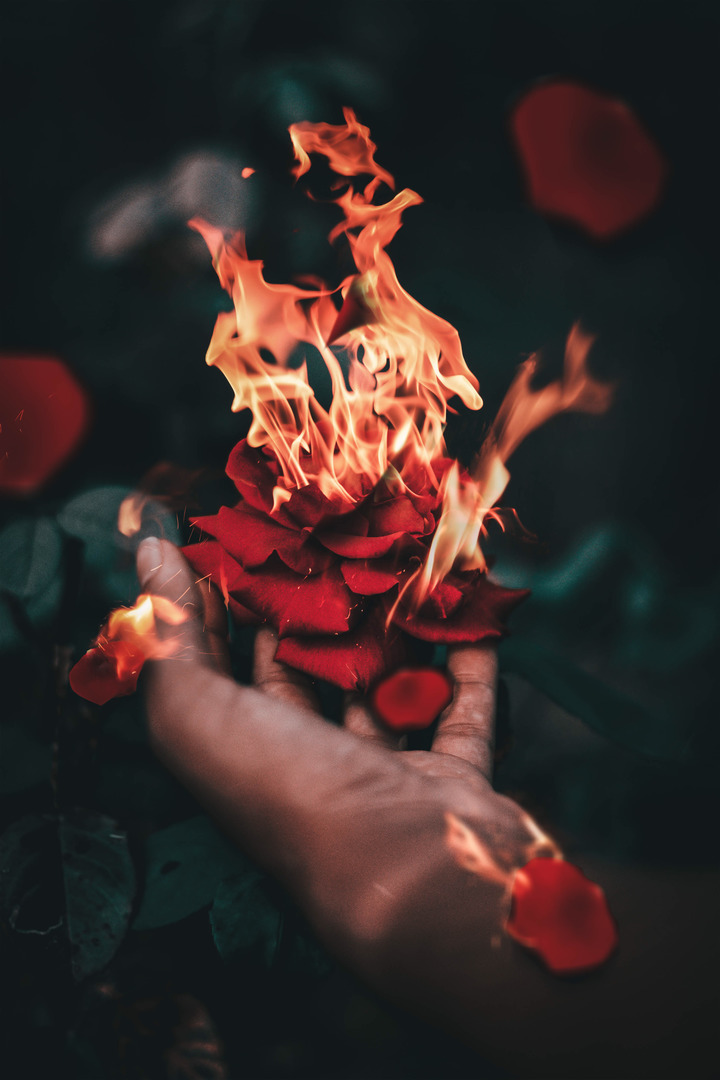 燃烧的玫瑰图片唯美图片