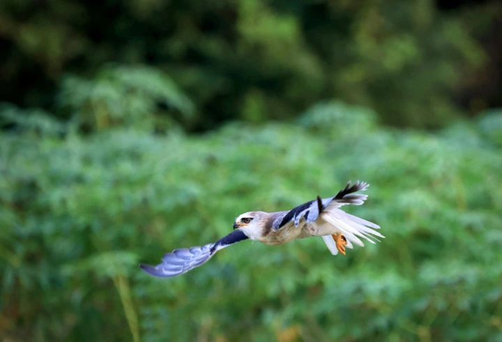 “空中小霸王”大揭秘