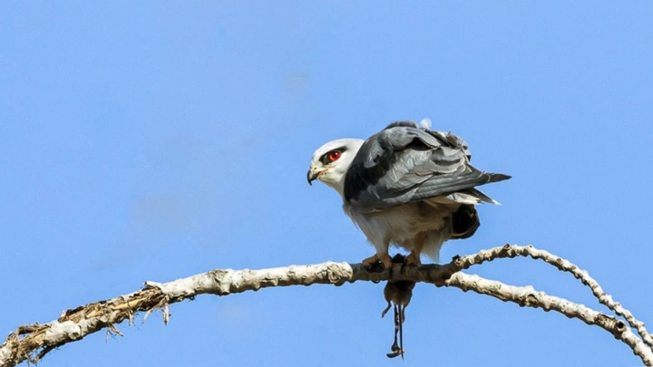 “空中小霸王”大揭秘
