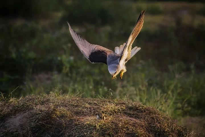 “空中小霸王”大揭秘