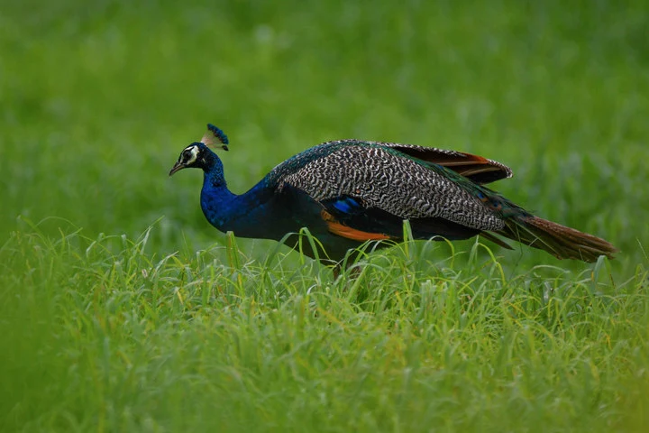 不可不知的孔雀冷知识