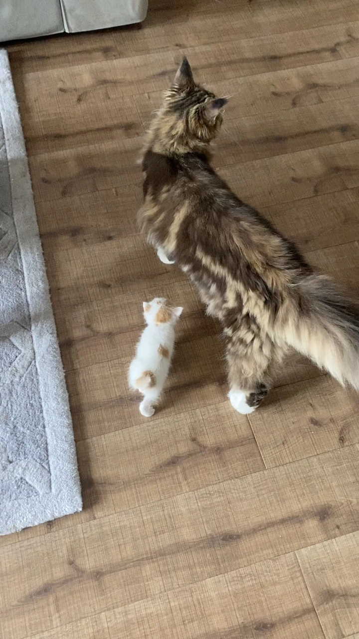 缅因和流浪猫