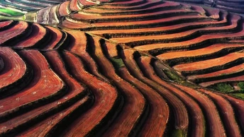 黄土高原上五彩斑斓的梯田秋景