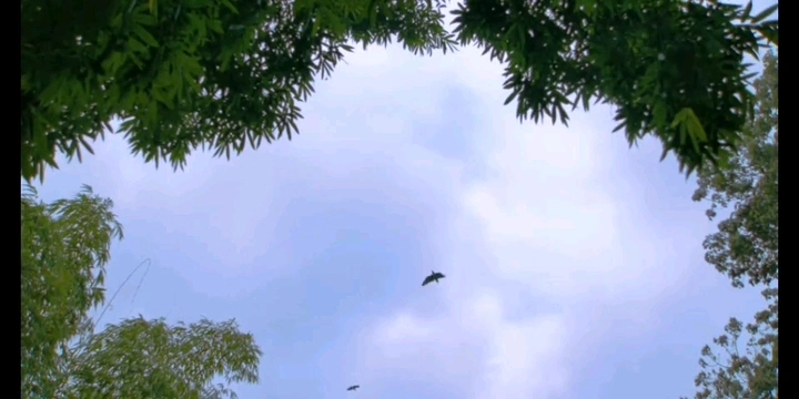 雨后—美丽成都