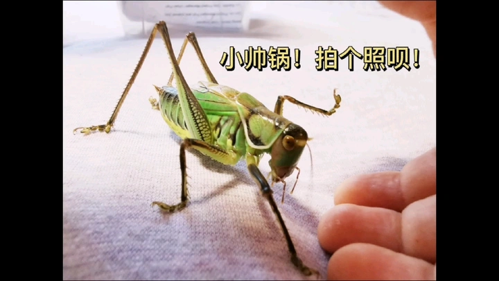 小帅蝈，来拍个照呗