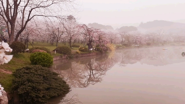 畅想武汉樱花园
