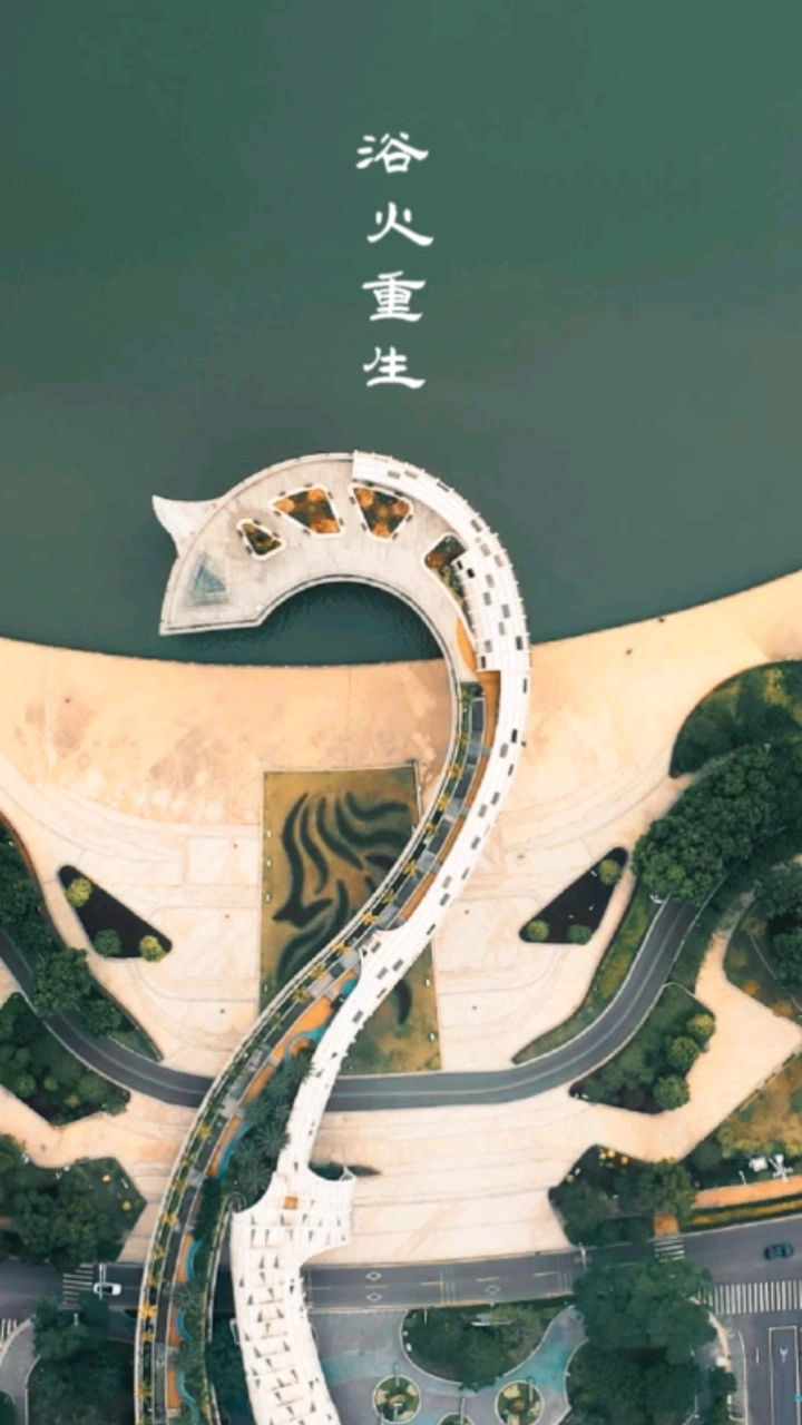 浴火重生的金凤凰