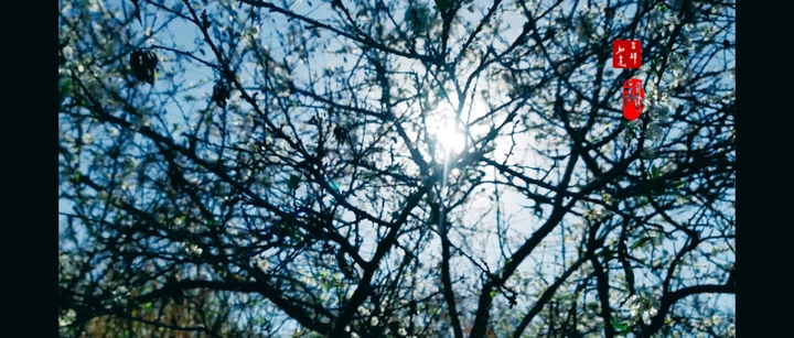 听花开的声音
